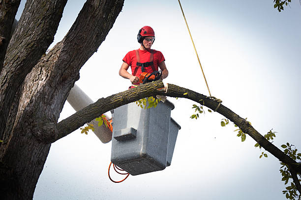 Best Tree Clearing Services  in Homosassa Springs, FL